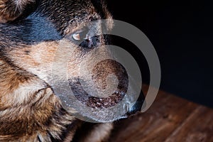 German shepherd dog closeup portrait at home studio.