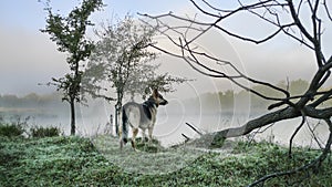 German Shepherd Dog in the country