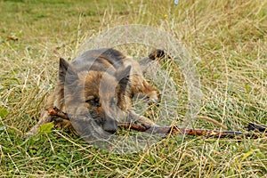 German shepherd dog gnaws a stick