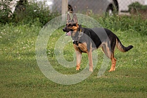 A German shepherd dog on a dog training ground