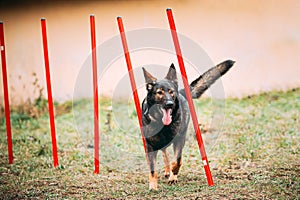 German Shepherd Dog doing agility - running slalom. Agility slalom. Training Of Purebred Adult Alsatian Wolf Dog