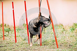 German Shepherd Dog doing agility - running slalom. Agility slalom. Training Of Purebred Adult Alsatian Wolf Dog