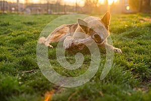 German shepherd dog eating a huge bone lying on a spring lawn