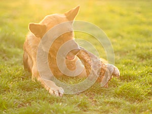 German shepherd dog eating a huge bone lying on a spring lawn