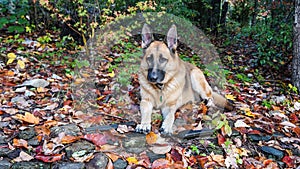 German Shepherd Dog in Fall Leaves