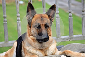 German Shepherd Dog female