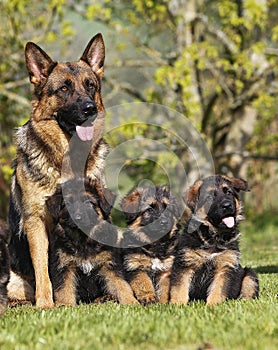 German Shepherd Dog, Female with Pups