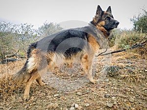 German shepherd dog in forest. Aggressive, active or alert dog outdoors.