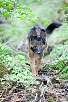 German shepherd dog in forest frontal view
