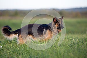 German shepherd dog full length