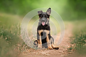 German shepherd dog funny first walk puppy nature beautiful