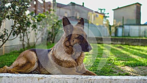 German shepherd dog in the garden  