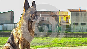 German shepherd dog in the garden