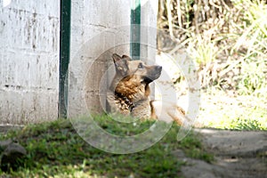 German shepherd dog