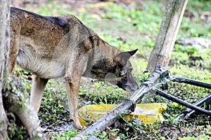 German shepherd dog