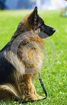 German Shepherd . Dog german shepherd in a nice spring day