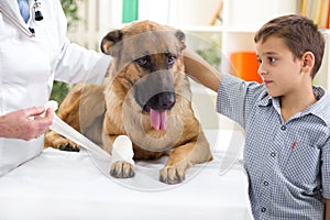 German Shepherd Dog getting bandage after injury on his leg by a