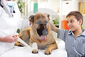 German Shepherd Dog getting bandage after injury on his leg by