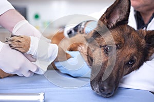 German Shepherd Dog getting bandage after injury on his leg