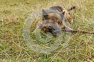 German shepherd dog gnaws a stick