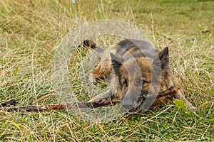 German shepherd dog gnaws a stick