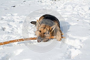 A German shepherd dog gnaws a stick on the snow and looks slyly at the camera