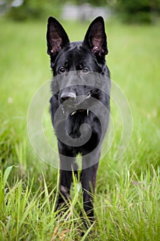 German Shepherd dog on grass