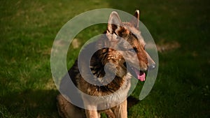 German shepherd dog on the grass. Cute German shepherd posing on the nature. Closeup portrait of a big dog outdoors