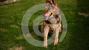 German shepherd dog on the grass. Cute German shepherd posing on the nature. Closeup portrait of a big dog outdoors