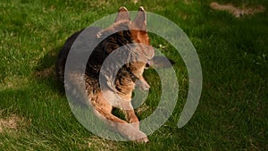 German shepherd dog on the grass. Cute German shepherd posing on the nature. Closeup portrait of a big dog outdoors