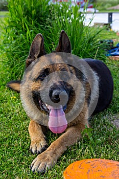 German shepherd dog at the grass