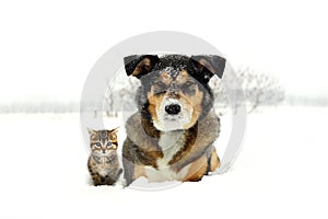 German Shepherd Dog and Grey and Orange Tabby Cat Kitten Friends Laying in Snow