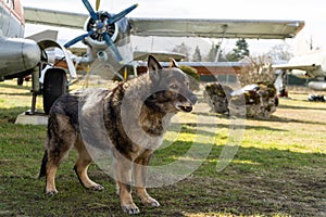 German shepherd dog guarding the airport and aeromuseum.