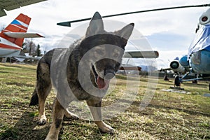 German shepherd dog guarding the airport and aeromuseum.