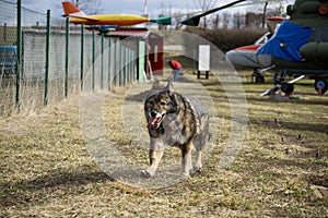 German shepherd dog guarding the airport and aeromuseum.