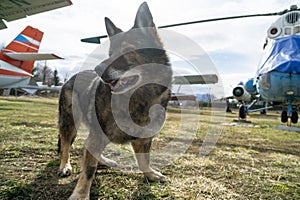 German shepherd dog guarding the airport and aeromuseum.