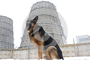 German shepherd dog is guarding object