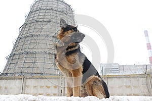 German shepherd dog is guarding object