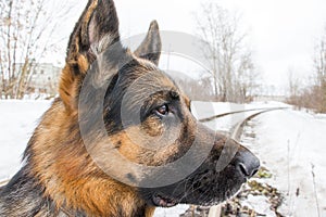 German shepherd dog is guarding object