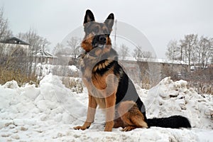 German shepherd dog is guarding something