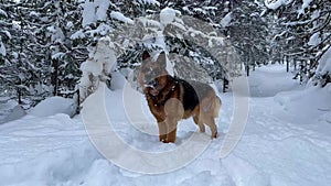 German shepherd dog having fun and playing in snowy winter forest among snow-covered fir-trees in snowstorm. Winter