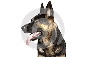 German Shepherd dog head portrait isolated with white background