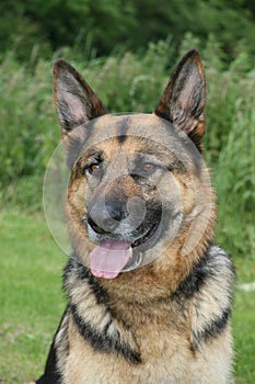 German Shepherd dog