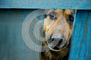 German shepherd dog house guard