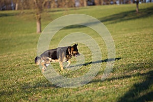 German Shepherd dog hunting and playing free in meadow