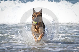 German Shepherd Dog i Ocean