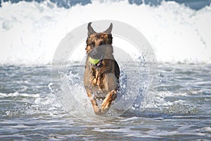 Alemán el perro Océano 