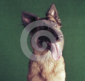 German shepherd dog indoors