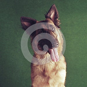 German shepherd dog indoors