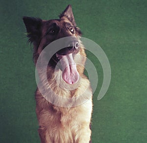 German shepherd dog indoors